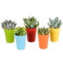 Vetplanten mix 5 stuks in gekleurde 5,5 cm plasticpot